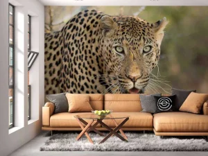 Discount Portret Luipaard in Zuid-Afrika fotobehang Dieren