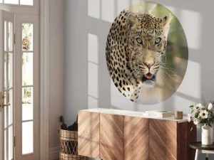Discount Portret Luipaard in Zuid-Afrika fotobehang Dieren