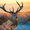 Discount Portret van een Hert (Edelhert) fotobehang Dieren