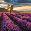 Fashion Prachtig landschap met lavendel veld bij zonsopkomst fotobehang Bloemen