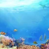 Sale Prachtig onderwaterleven fotobehang Dieren