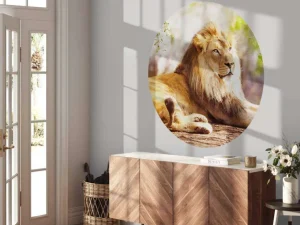 Online Prachtige Afrikaanse leeuw in de zon fotobehang Tienerkamer | Hobbykamer