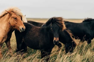 Clearance Prachtige paarden in de wind fotobehang Tienerkamer | Kinderkamer