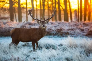 Outlet Rendier bij zonsopkomst fotobehang Dieren