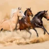 Online Rennende paarden in de woestijn fotobehang Tienerkamer | Kinderkamer