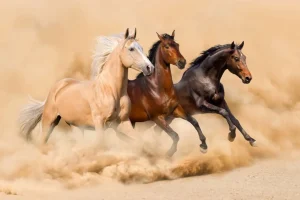 Online Rennende paarden in de woestijn fotobehang Tienerkamer | Kinderkamer