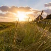 New Riet bij zonsondergang fotobehang Bloemen