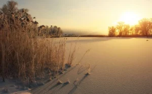 New Riet op het strand bij zonsondergang fotobehang Bloemen
