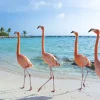 Best Rij van flamingo's op het strand fotobehang Tienerkamer | Dieren