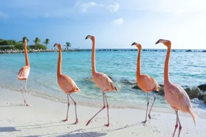 Best Rij van flamingo's op het strand fotobehang Tienerkamer | Dieren