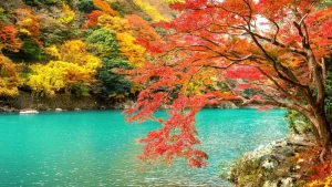 Best Rivier in Arashiyama in het herfstseizoen fotobehang Bloemen