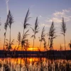 Hot Rivier met riet bij zonsondergang fotobehang Bloemen