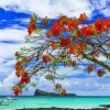 Outlet Rode flamboyant boom op het strand fotobehang Transport | Bloemen