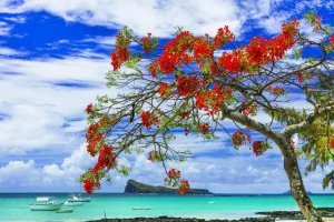 Outlet Rode flamboyant boom op het strand fotobehang Transport | Bloemen