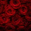 Fashion Rode rozen met druppels water erop fotobehang Slaapkamer | Bloemen