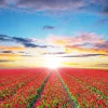 Best Rode tulpenveld bij zonsopkomst fotobehang Steden | Architectuur