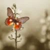 Best Rode Vlinder met Sepia achtergrond fotobehang Dieren | Bloemen