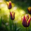 Outlet Rood-gele tulpen close-up fotobehang Bloemen
