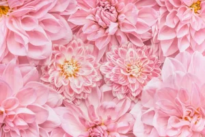 Clearance Roze bloemen met een gele kern fotobehang Tienerkamer | Bloemen