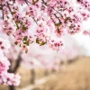 Outlet Roze Bloesem op Veld fotobehang Bloemen