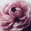 Fashion Roze boterbloem close-up fotobehang Keuken | Hobbykamer
