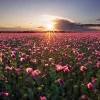 New Roze klaprozenveld bij zonsondergang fotobehang Bloemen