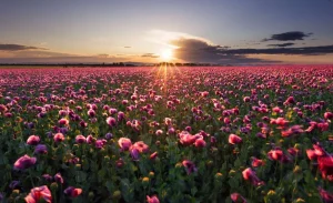 New Roze klaprozenveld bij zonsondergang fotobehang Bloemen
