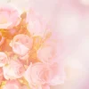 Fashion Roze rozen boeket met een wazige achtergrond fotobehang Tienerkamer | Bloemen