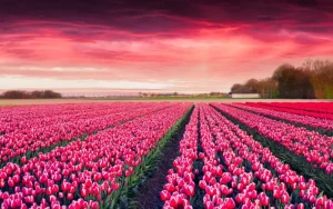 Discount Roze tulpenveld met dynamische kleuren fotobehang Steden | Architectuur