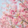 Hot Sakura Bloem fotobehang Bloemen