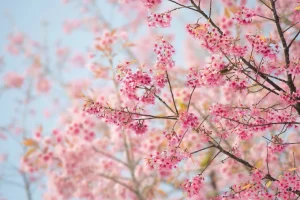 Hot Sakura Bloem fotobehang Bloemen
