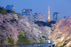 Sale Sakura kersenbloesem met de Tokyo Tower op de achtergrond fotobehang Architectuur