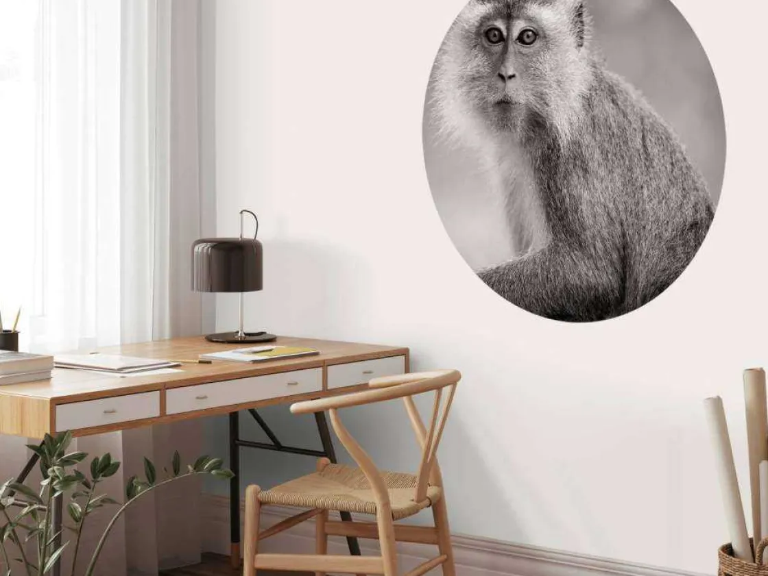 schattig_aapje_in_zwartwi_6.webp Outlet Schattig aapje in zwart-wit fotobehang Hobbykamer | Dieren