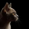 Online Schattig katje met een zwarte achtergrond fotobehang Dieren