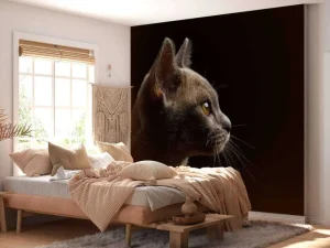 Online Schattig katje met een zwarte achtergrond fotobehang Dieren