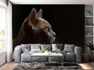 Online Schattig katje met een zwarte achtergrond fotobehang Dieren