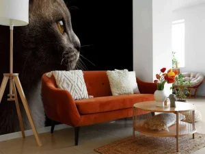 Online Schattig katje met een zwarte achtergrond fotobehang Dieren