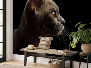 Online Schattig katje met een zwarte achtergrond fotobehang Dieren