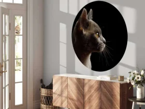 Online Schattig katje met een zwarte achtergrond fotobehang Dieren