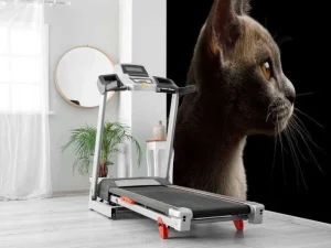 Online Schattig katje met een zwarte achtergrond fotobehang Dieren