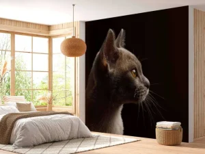 Online Schattig katje met een zwarte achtergrond fotobehang Dieren