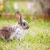 Online Schattig konijntje in een tuin fotobehang Kinderkamer | Dieren