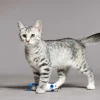 Sale Schattig lichtkleurig katje fotobehang Kinderkamer | Dieren