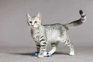 Sale Schattig lichtkleurig katje fotobehang Kinderkamer | Dieren