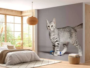 Sale Schattig lichtkleurig katje fotobehang Kinderkamer | Dieren