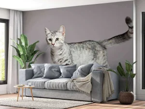 Sale Schattig lichtkleurig katje fotobehang Kinderkamer | Dieren