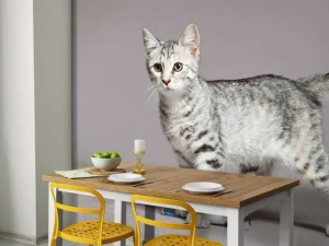 Sale Schattig lichtkleurig katje fotobehang Kinderkamer | Dieren