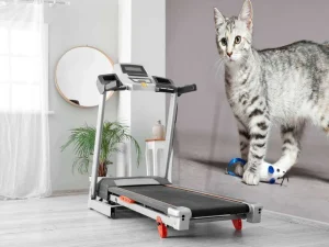 Sale Schattig lichtkleurig katje fotobehang Kinderkamer | Dieren