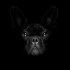 Outlet Schattige bulldog met een zwarte achtergrond fotobehang Tienerkamer | Dieren