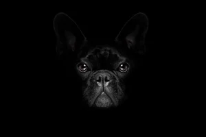 Outlet Schattige bulldog met een zwarte achtergrond fotobehang Tienerkamer | Dieren
